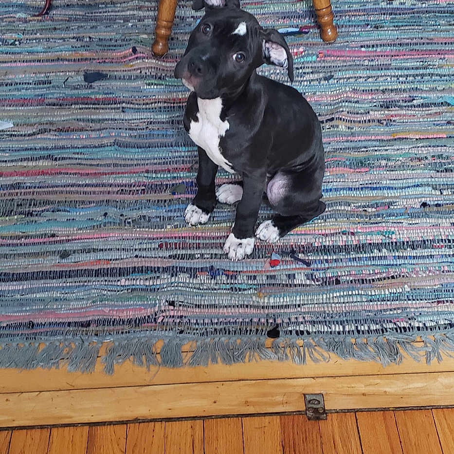 Mitzy is registered to the contest to win money with this photo: adorable, animal, black_and_white, chair, colorful_rug, cozy, curious, dog, domestic, flooring, furniture, head_tilt, indoor, pet, puppy, rug, sitting, wooden_chair, wooden_floor, young_dog