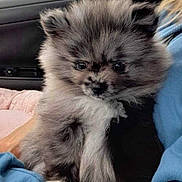 Ohana a rejoint le concours — aidez-le/la à gagner de superbes lots ! adorable, animal, blue_sleeve, car_interior, cozy, cute, dog, domestic, face, fluffy, fur, hand, indoor, person, pet, puppy, sitting, small, window, young