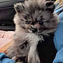 adorable, animal, blue_sleeve, car_interior, cozy, cute, dog, domestic, face, fluffy, fur, hand, indoor, person, pet, puppy, sitting, small, window, young