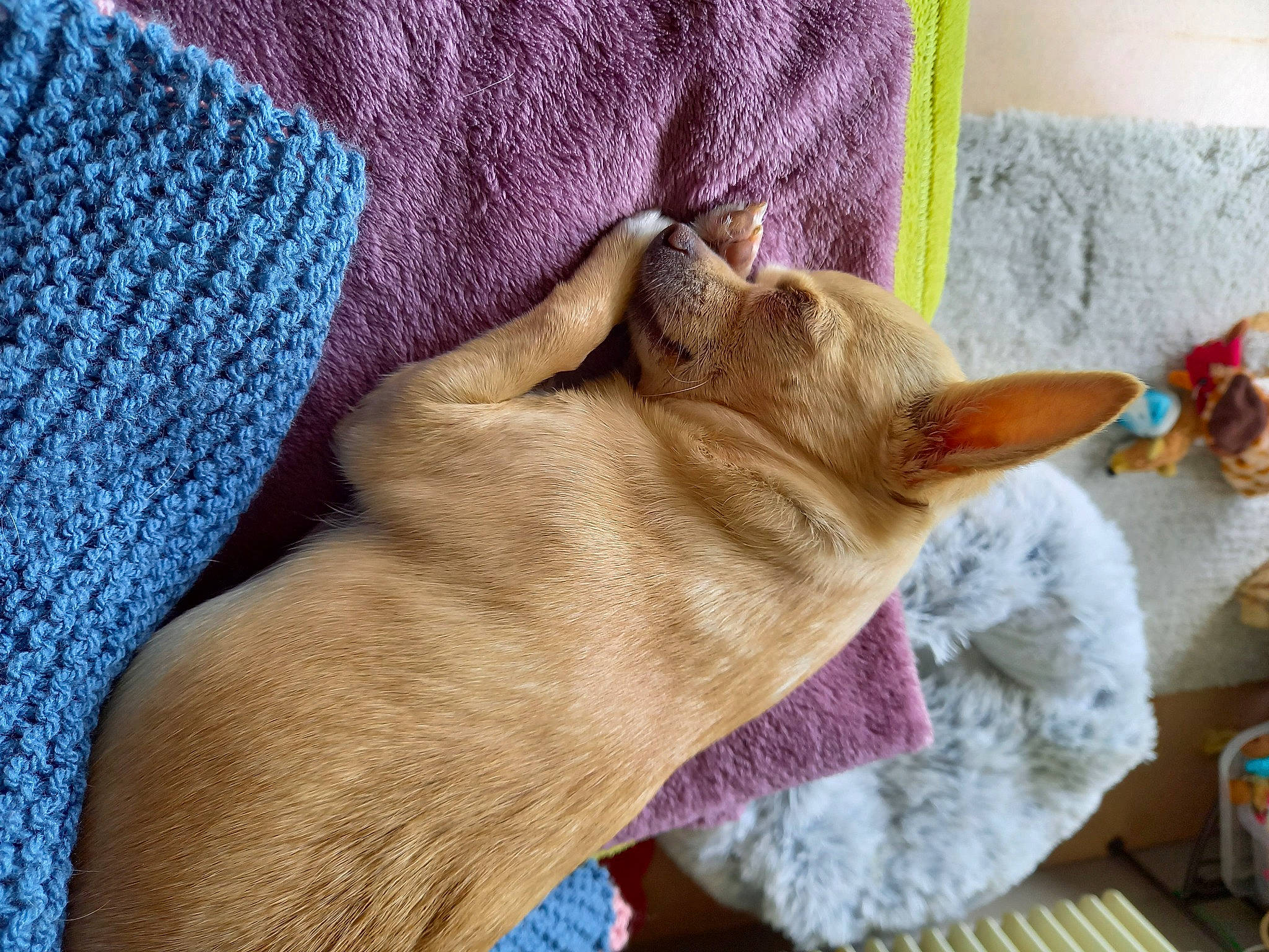 Prada a rejoint le concours — aidez-le/la à gagner de superbes lots ! carnivore, comfort, dog, fawn, felidae, finger, foot, gesture, human_leg, leg, linens, nail, purple, small_to_medium_sized_cats, textile, thumb, whiskers, wood, wrinkle, wrist