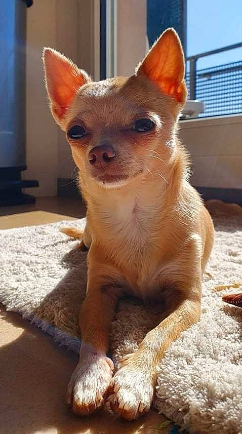 Prada participe au concours pour gagner de l'argent avec cette photo : canidae, carnivore, companion_dog, dog, dog_breed, fawn, felidae, fennec_fox, fur, sky, snout, tail, terrestrial_animal, toy_dog, whiskers, window