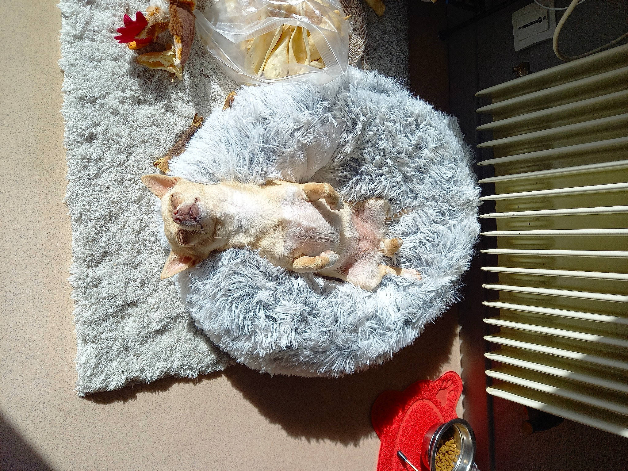 Prada participe au concours pour gagner de l'argent avec cette photo : cat_supply, claw, comfort_food, fawn, felidae, fur, mammal, metal, pet_supply, rodent, tail, vertebrate, whiskers, winter, wood