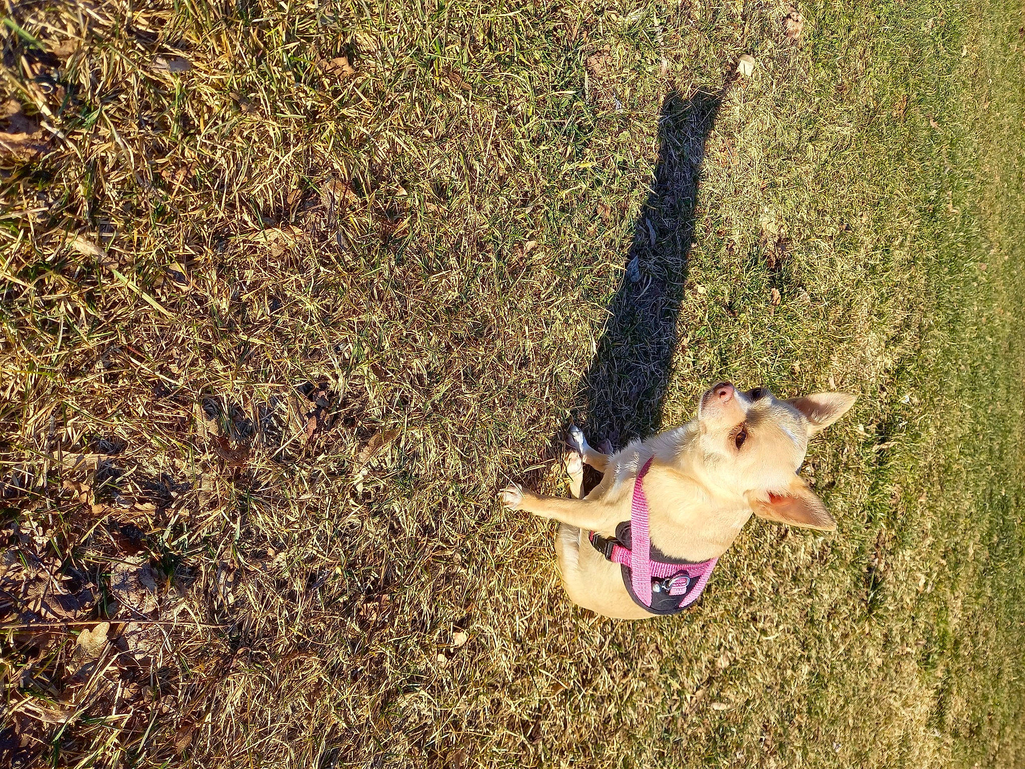 Prada participe au concours pour gagner de l'argent avec cette photo : canidae, dog, dog_breed, fawn, foot, grass, grass_family, grassland, happy, human_leg, landscape, people_in_nature, plant, recreation, soil, sporting_group, sunglasses, swimwear, thigh, tree