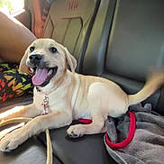 Nacho is registered to the contest to win money with this photo: animal, backseat, black_leather, blanket, canine, car_interior, collar, dog, domestic_animal, happy, indoor, leash, pet, puppy, seat, sunlight, tail, tongue_out, transportation, window