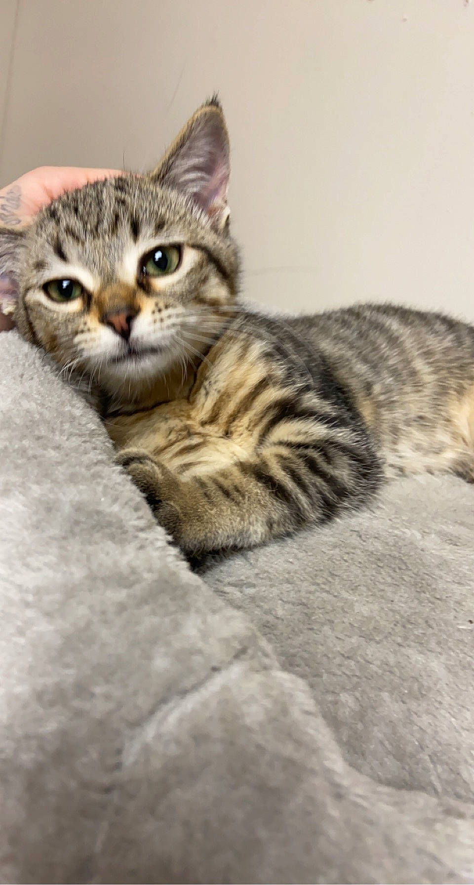 Kitcat is registered to the contest to win money with this photo: carnivore, cat, claw, comfort, domestic_short_haired_cat, felidae, fur, paw, sitting, small_to_medium_sized_cats, snout, tail, terrestrial_animal, whiskers, wildlife