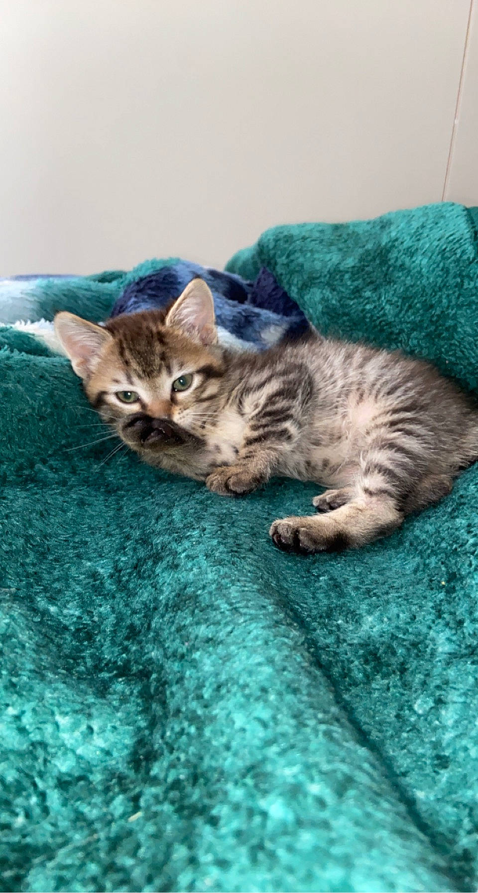 Kitcat is registered to the contest to win money with this photo: carnivore, cat, cat_supply, claw, comfort, domestic_short_haired_cat, fawn, felidae, fur, grass, mammal, nap, paw, small_to_medium_sized_cats, snout, tail, terrestrial_animal, vertebrate, whiskers, wildlife