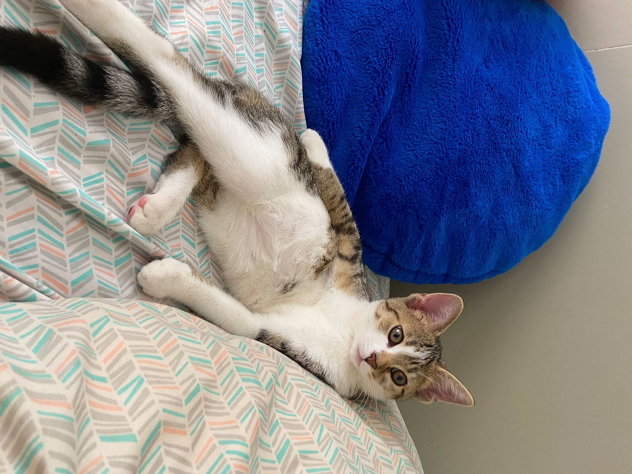 Dog is registered to the contest to win money with this photo: bed, bedding, canidae, carnivore, cat, comfort, dog_breed, domestic_short_haired_cat, electric_blue, fawn, felidae, foot, fur, human_leg, linens, nap, paw, small_to_medium_sized_cats, tail, whiskers