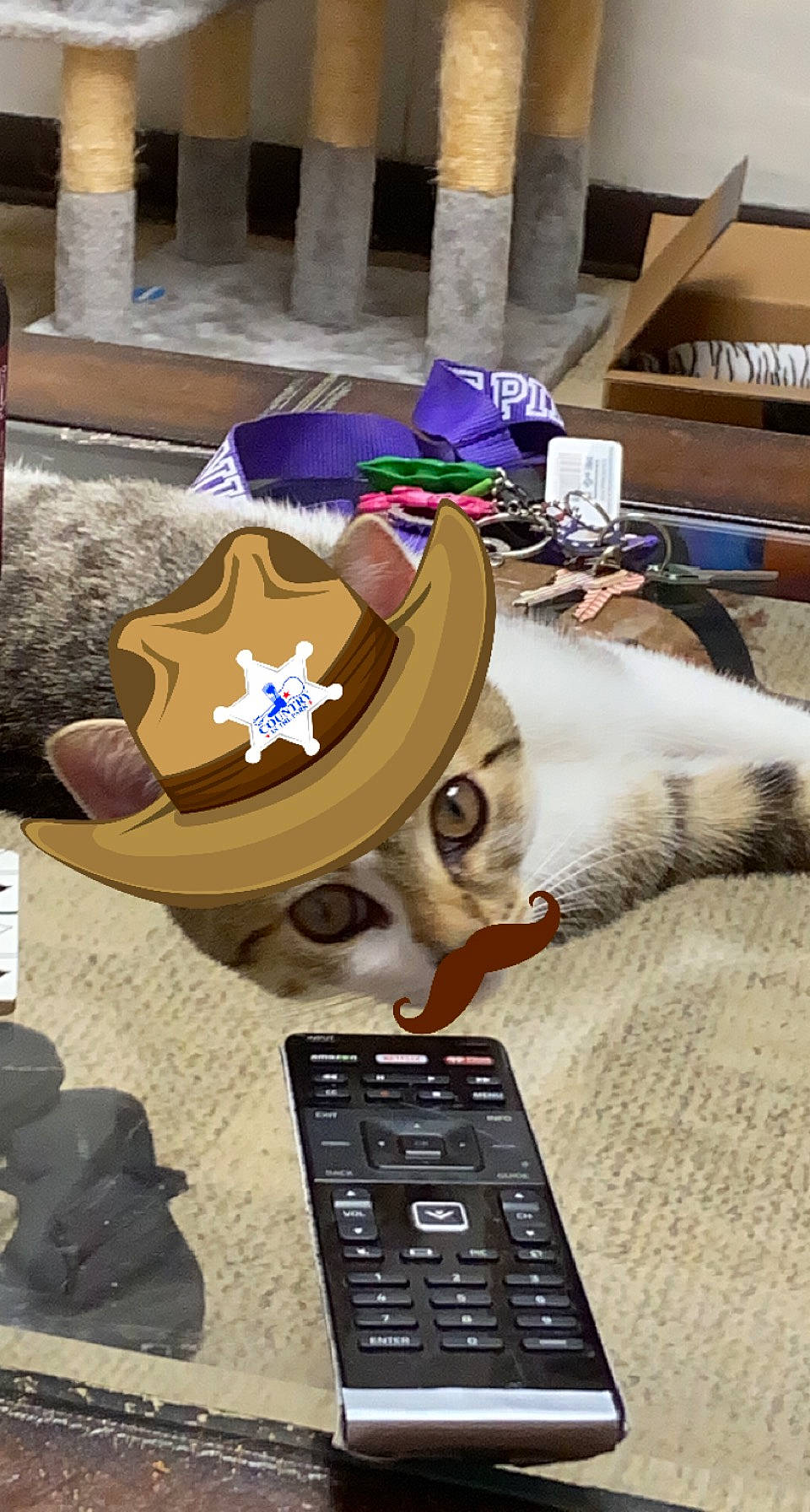 Dog is registered to the contest to win money with this photo: baseball_cap, cap, cat, computer_keyboard, costume_hat, eyewear, fashion_accessory, felidae, flooring, fur, gadget, hat, headgear, input_device, office_equipment, peripheral, personal_protective_equipment, small_to_medium_sized_cats, whiskers, wood