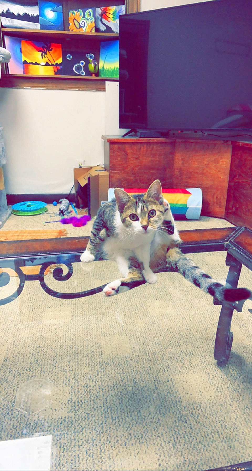 Dog joined the competition — help win amazing prizes! carnivore, cat, companion_dog, electric_blue, felidae, floor, flooring, fun, games, hardwood, interior_design, leisure, lighting, picture_frame, recreation, sky, small_to_medium_sized_cats, tail, whiskers, wood