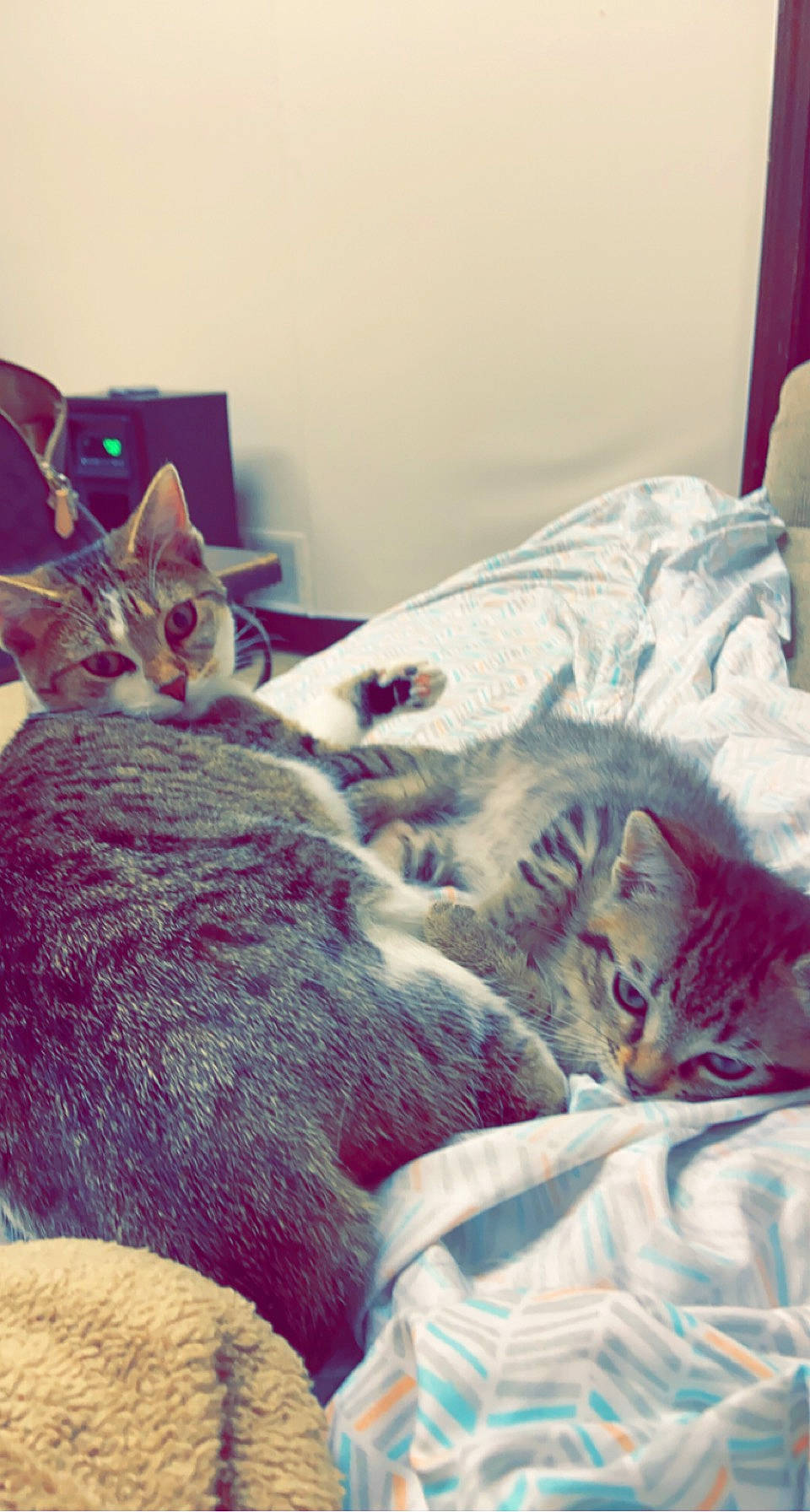 Kitcat And Dog is registered to the contest to win money with this photo: bed, bedding, carnivore, cat, comfort, domestic_short_haired_cat, felidae, fur, grey, linens, mammal, nap, paw, room, sleep, small_to_medium_sized_cats, snout, tail, vertebrate, whiskers