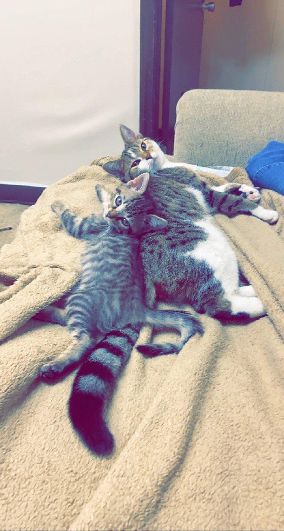 Kitcat And Dog is registered to the contest to win money with this photo: bed, bed_sheet, bedding, carnivore, cat, claw, comfort, couch, domestic_short_haired_cat, felidae, flooring, fur, grey, linens, paw, room, small_to_medium_sized_cats, tail, textile, whiskers