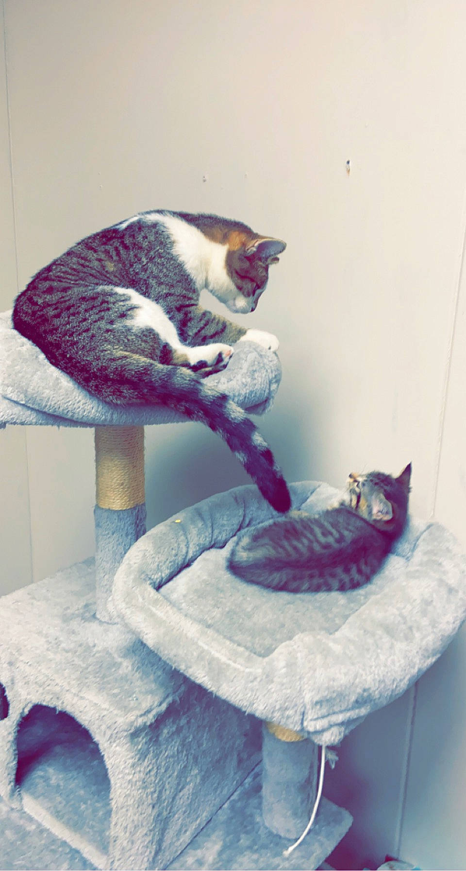 Kitcat And Dog is registered to the contest to win money with this photo: art, bed, carnivore, cat, cat_bed, cat_supply, comfort, domestic_short_haired_cat, felidae, fur, grey, linens, paw, pet_supply, purple, room, small_to_medium_sized_cats, tail, textile, whiskers