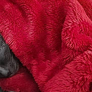 Arya participe au concours pour gagner de l'argent avec cette photo : cat, sleeping, blanket, red_blanket, gray_cat, cozy, nap, fur, indoor, couch, pet, relaxed, closeup, whiskers, ear, soft_texture, comfort, rest, animal, domestic