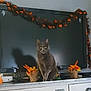 Arya a rejoint le concours — aidez-le/la à gagner de superbes lots ! cat, gray_cat, television, cabinet, autumn_decor, halloween_garland, pumpkin_decorations, ghost_decorations, indoor, feline, pet, curious, sitting, shadow, holiday_decor, orange, black, white_cabinet, decorative_plants, living_room