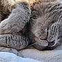Arya participe au concours pour gagner de l'argent avec cette photo : cat, sleeping, gray_fur, close_up, cozy, whiskers, paws, pet, domestic_animal, feline, resting, soft_texture, blanket, cute, relaxed, indoor, fur_detail, animal, peaceful, nap