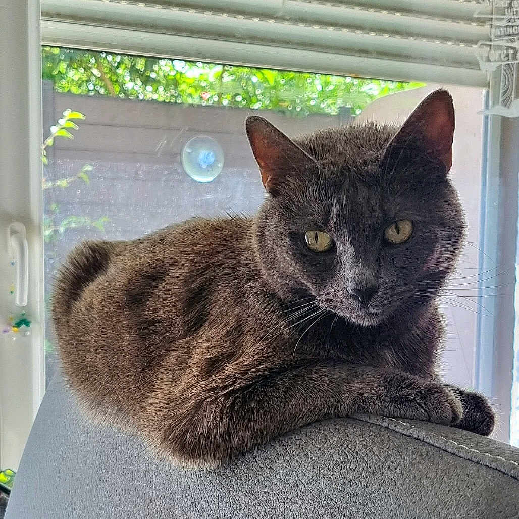 Arya participe au concours pour gagner de l'argent avec cette photo : animal, cat, chair, close_up, cozy, domestic_animal, feline, fur, gray_cat, home, indoor, looking, pet, quiet, relaxed, resting, soft_light, whiskers, window, yellow_eyes