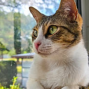 Awick is registered to the contest to win money with this photo: cat, close_up, window, green_eyes, fur, whiskers, indoor, curious, pet, animal, portrait, daylight, nature_background, focus, mammal, domestic_animal, looking_away, soft_light, tabby, white_fur