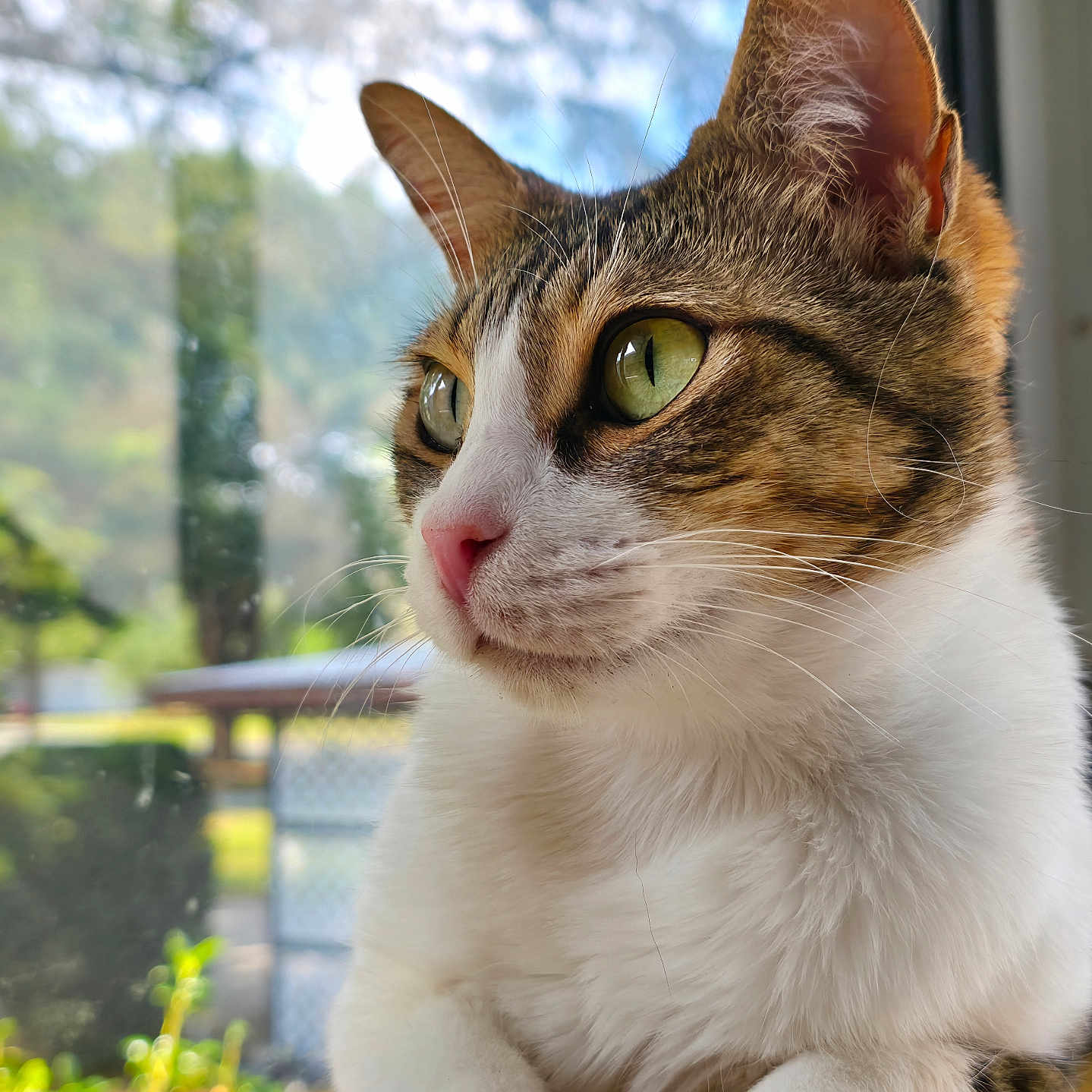 Awick is registered to the contest to win money with this photo: animal, cat, close_up, curious, daylight, domestic_animal, focus, fur, green_eyes, indoor, looking_away, mammal, nature_background, pet, portrait, soft_light, tabby, whiskers, white_fur, window