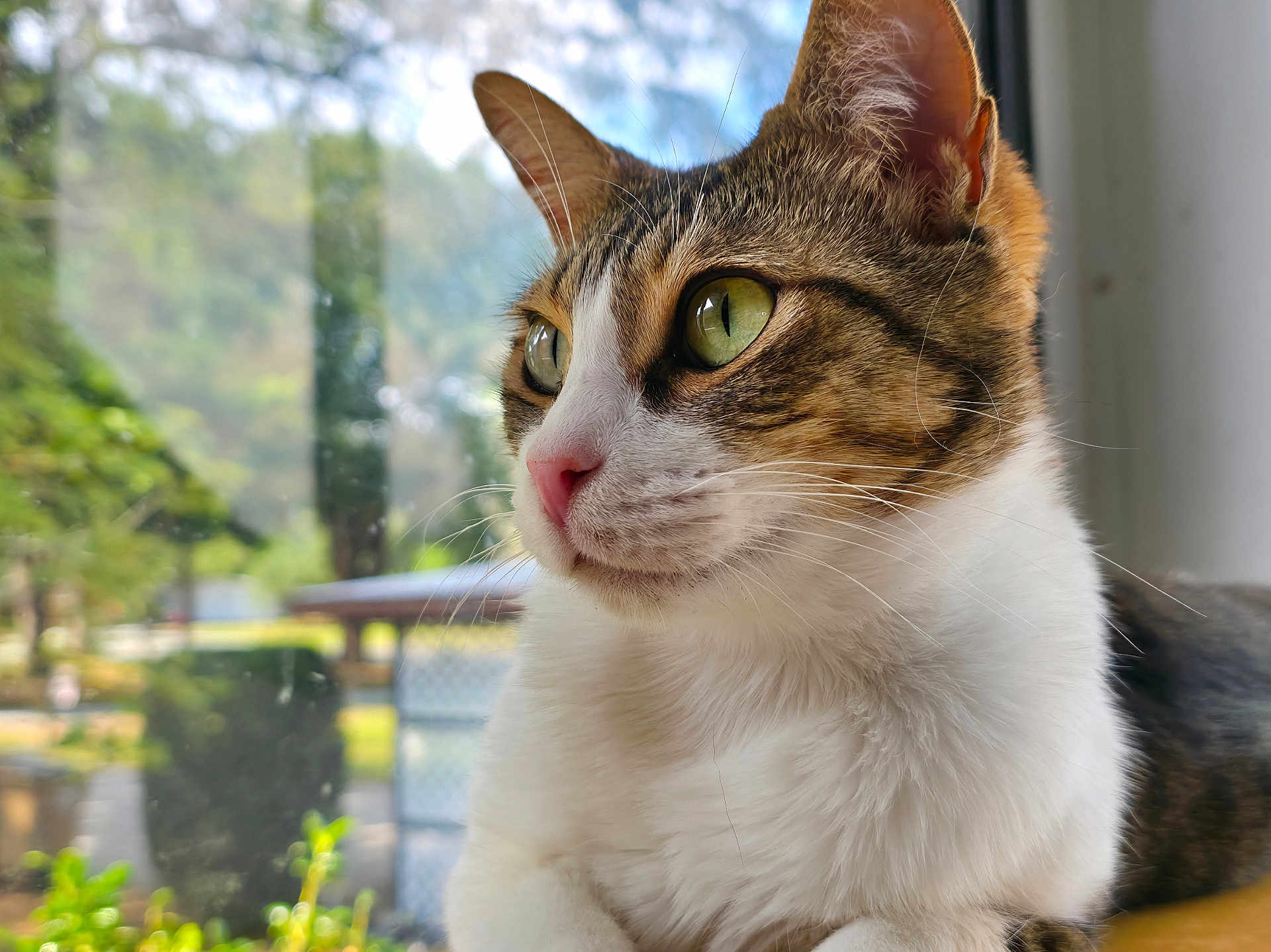 Awick is registered to the contest to win money with this photo: cat, close_up, window, green_eyes, fur, whiskers, indoor, curious, pet, animal, portrait, daylight, nature_background, focus, mammal, domestic_animal, looking_away, soft_light, tabby, white_fur