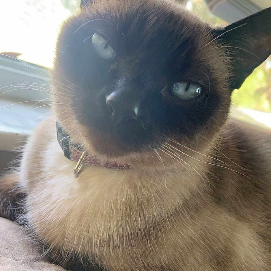 Nala