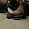 Nala is registered to the contest to win money with this photo: cat, siamese_cat, animal, pet, feline, blue_eyes, close_up, resting, fur, whiskers, indoor, fabric, texture, bag, background, brown, black, cute, relaxed, portrait