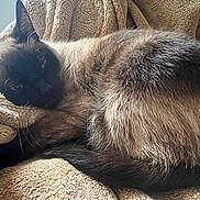 Nala is registered to the contest to win money with this photo: cat, siamese_cat, feline, pet, animal, sleeping, relaxed, fur, whiskers, blanket, cozy, indoor, resting, cute, domestic_animal, mammal, closeup, soft, warm, nap