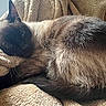 cat, siamese_cat, feline, pet, animal, sleeping, relaxed, fur, whiskers, blanket, cozy, indoor, resting, cute, domestic_animal, mammal, closeup, soft, warm, nap