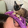 Nala joined the competition — help win amazing prizes! person, cat, siamese_cat, blanket, purple_blanket, couch, indoor, pet, animal, face, blue_eyes, fur, resting, cozy, snuggle, home, comfort, feline, looking, relaxed