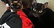 Nala is registered to the contest to win money with this photo: cat, black_cat, siamese_cat, pets, animal, feline, blanket, couch, indoor, resting, snuggling, fur, eyes, ears, whiskers, curious, cozy, soft, domestic, companion