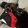 cat, black_cat, siamese_cat, pets, animal, feline, blanket, couch, indoor, resting, snuggling, fur, eyes, ears, whiskers, curious, cozy, soft, domestic, companion