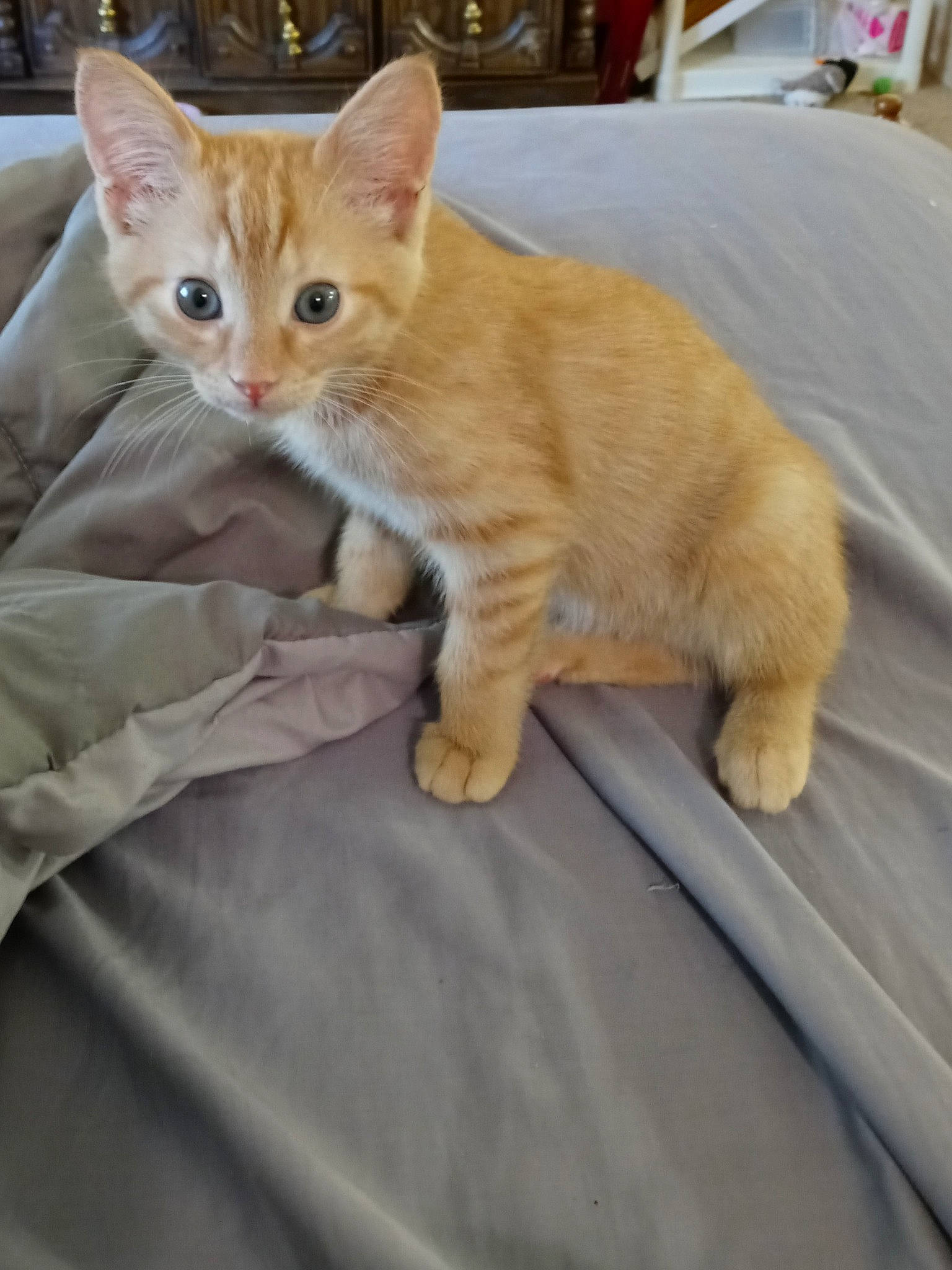 Little Man is registered to the contest to win money with this photo: carnivore, cat, claw, comfort, domestic_short_haired_cat, fawn, felidae, fur, linens, paw, sitting, small_to_medium_sized_cats, tail, terrestrial_animal, whiskers, wood