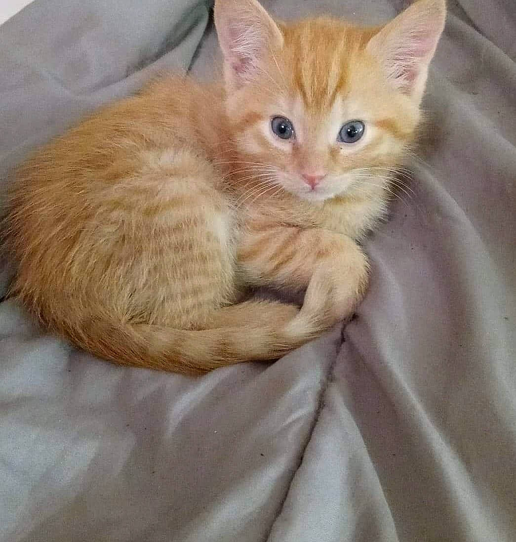 Little Man joined the competition — help win amazing prizes! carnivore, cat, claw, comfort, domestic_short_haired_cat, eye, fawn, felidae, fur, paw, small_to_medium_sized_cats, snout, tail, whiskers