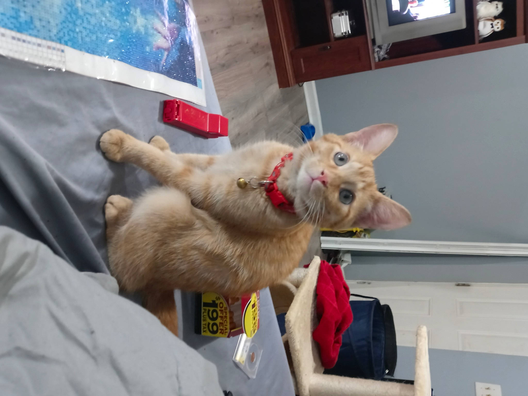 Little Man joined the competition — help win amazing prizes! canidae, carnivore, cat, claw, comfort, companion_dog, domestic_short_haired_cat, fang, fawn, felidae, fur, mammal, paw, picture_frame, room, small_to_medium_sized_cats, snout, tail, whiskers, window