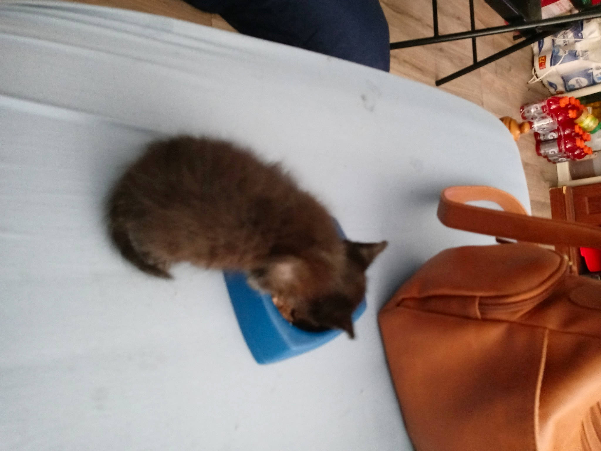 Little Dude is registered to the contest to win money with this photo: bag, brown, canidae, carnivore, cat, claw, comfort, dog_breed, domestic_short_haired_cat, fawn, felidae, fur, leather, rodent, room, small_to_medium_sized_cats, snout, tail, terrestrial_animal, whiskers