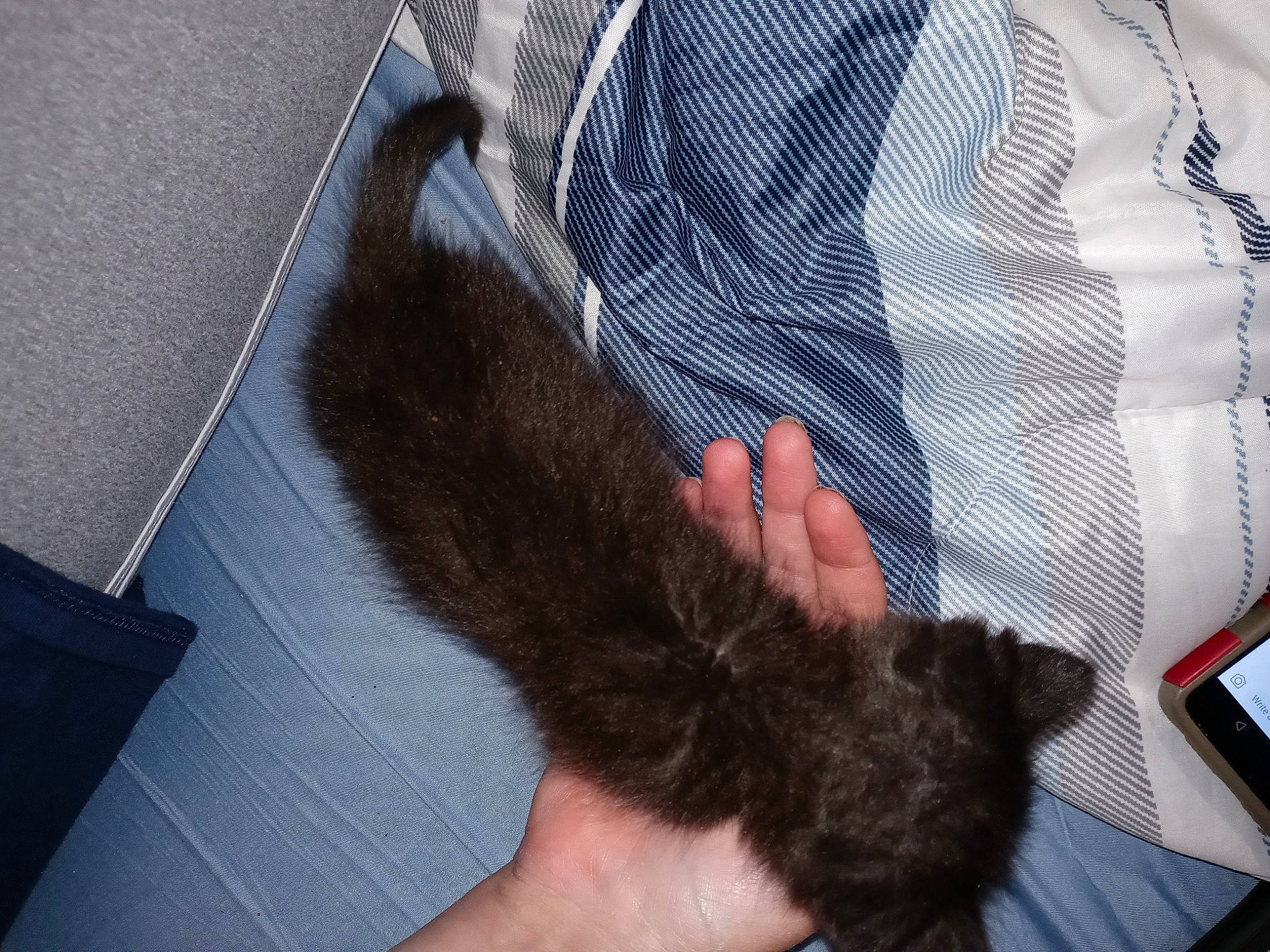 Little Dude joined the competition — help win amazing prizes! canidae, carnivore, cat, claw, comfort, companion_dog, dog_breed, electric_blue, fawn, felidae, foot, fur, human_leg, liver, natural_material, paw, small_to_medium_sized_cats, sporting_group, tail, whiskers