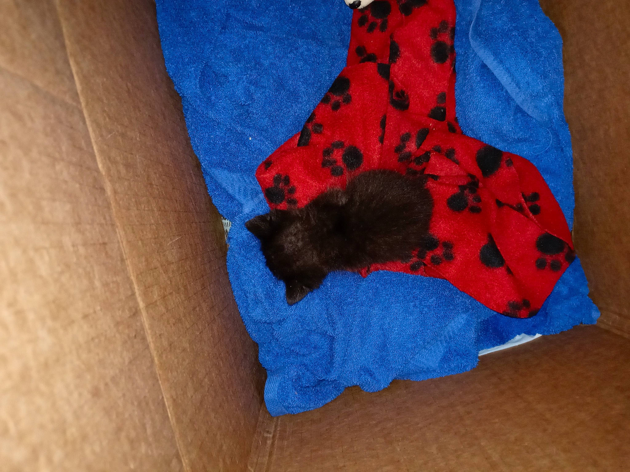 Little Dude joined the competition — help win amazing prizes! baby_products, baby_toddler_clothing, bow_tie, carmine, denim, electric_blue, fashion_accessory, fur, glove, jersey, linens, paint, pattern, sleeve, sock, stuffed_toy, t_shirt, wood, wool, woolen