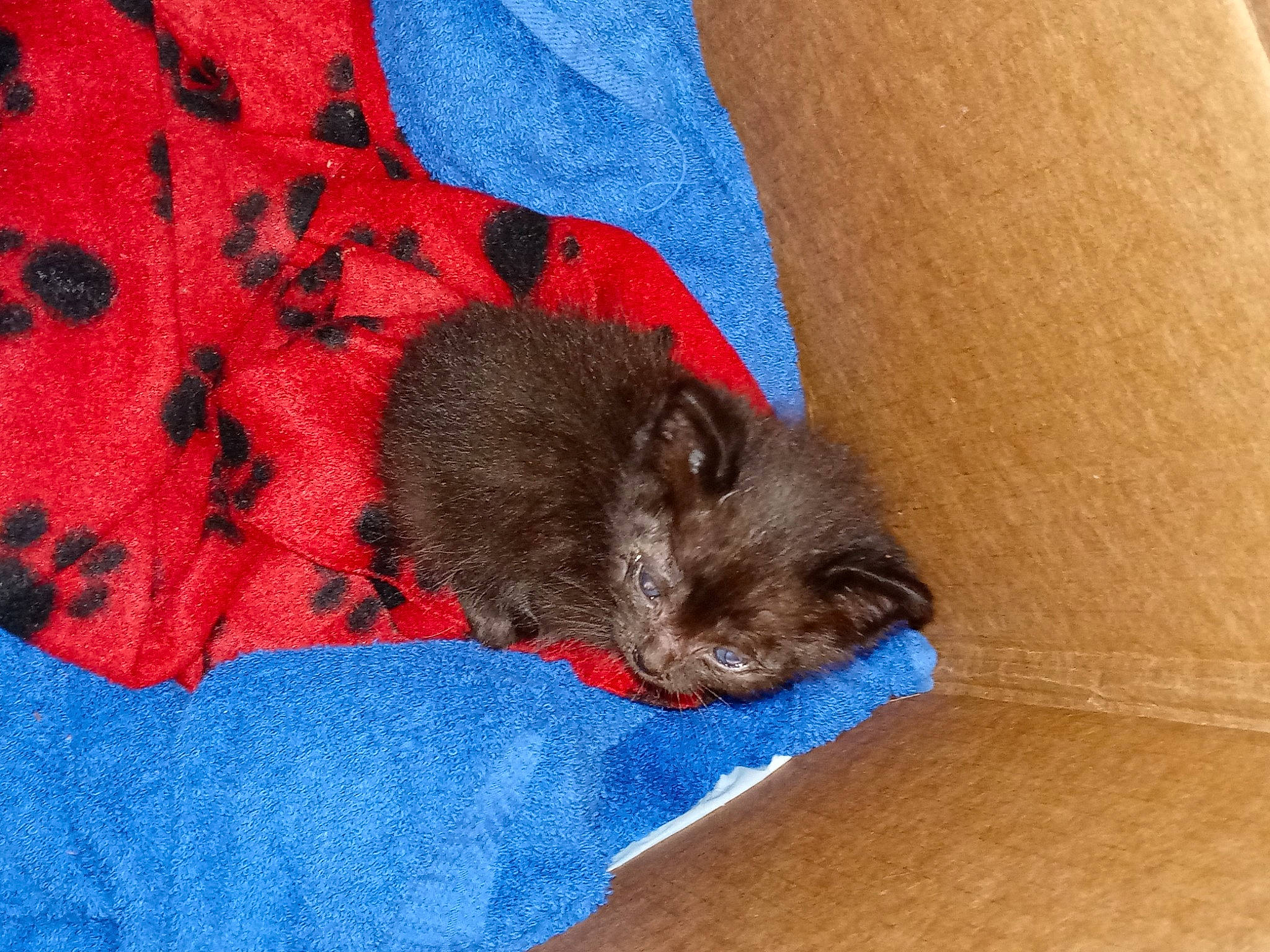 Little Dude is registered to the contest to win money with this photo: carmine, carnivore, cat, cat_supply, claw, comfort, domestic_short_haired_cat, electric_blue, fawn, felidae, fur, grey, pattern, small_to_medium_sized_cats, snout, tail, terrestrial_animal, whiskers, wool, woolen