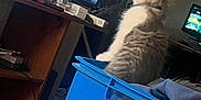 Lito Bagley is registered to the contest to win money with this photo: blue, cat, clothing, cozy, curious, electronics, fluffy, furniture, household, indoor, laundry_basket, pet, relaxed, room, screen, sitting, tabby, technology, television, watching
