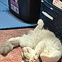 cat, fluffy, white_cat, grey_tail, carpet, sunlight, indoor, pet, relaxed, paw, sleeping, household, storage_container, blue_mat, pink_carpet, feline, collar, cute, cozy, resting