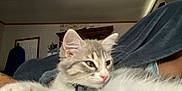 Lito Bagley is registered to the contest to win money with this photo: animal, blanket, cat, close_up, comfort, cute, ears, fluffy, fur, furniture, gray_and_white, home, indoor, kitten, paw, pet, pink_paw_pads, relaxed, resting, whiskers