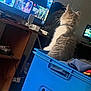Lito Bagley joined the competition — help win amazing prizes! blue, cat, clothing, cozy, curious, electronics, fluffy, furniture, household, indoor, laundry_basket, pet, relaxed, room, screen, sitting, tabby, technology, television, watching