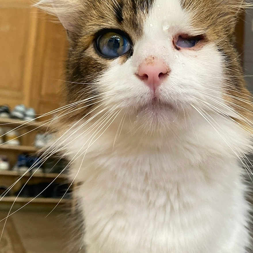 Ptit-Gros a rejoint le concours — aidez-le/la à gagner de superbes lots ! animal, background, cat, close_up, curious, cute, domestic, face, feline, floor, fur, indoor, moisture, one_eye_closed, pet, pink_nose, portrait, shoe_rack, whiskers, wooden_cabinet
