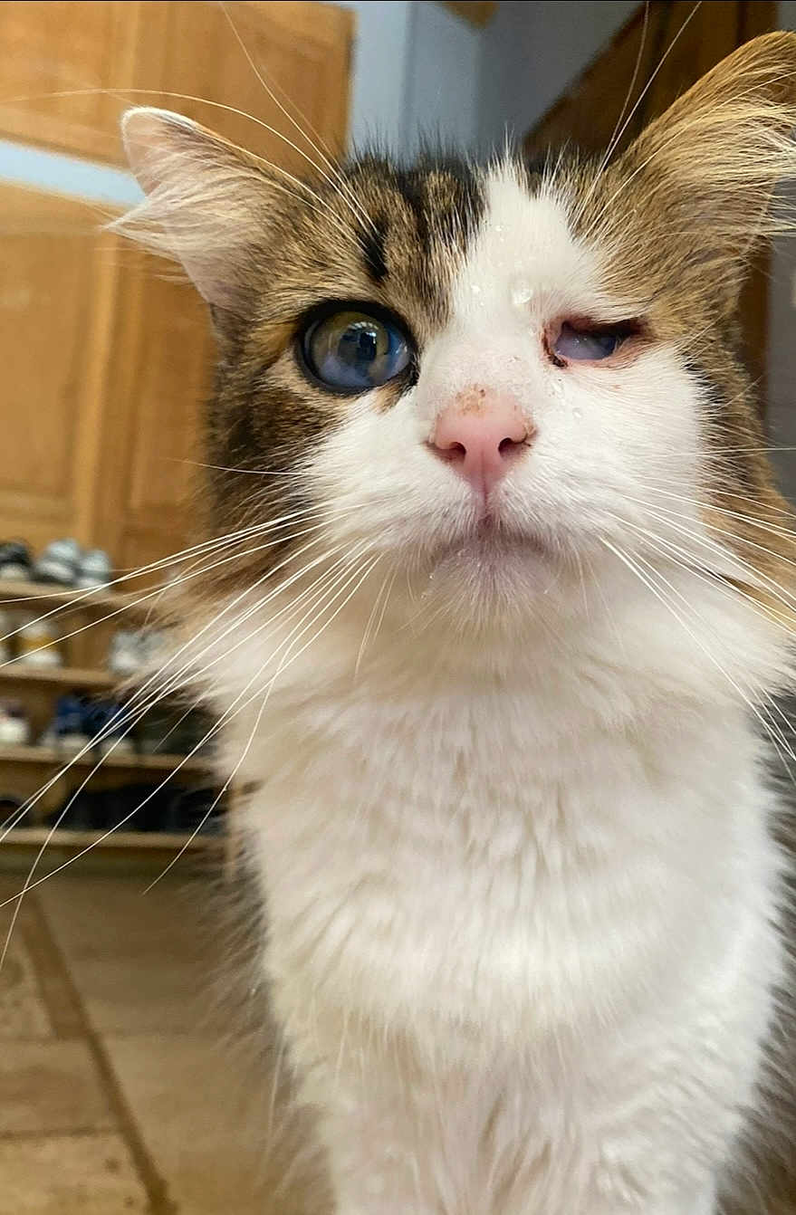 Ptit-Gros a rejoint le concours — aidez-le/la à gagner de superbes lots ! cat, close_up, indoor, animal, pet, feline, whiskers, fur, one_eye_closed, moisture, face, pink_nose, background, wooden_cabinet, shoe_rack, floor, curious, portrait, domestic, cute