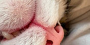 Ptit-Gros a rejoint le concours — aidez-le/la à gagner de superbes lots ! cat, close_up, nose, mouth, fur, whiskers, sleeping, pet, animal, pink_nose, teeth, white_fur, cute, macro, relaxing, soft, whisker_hairs, indoors, resting, feline