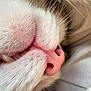 cat, close_up, nose, mouth, fur, whiskers, sleeping, pet, animal, pink_nose, teeth, white_fur, cute, macro, relaxing, soft, whisker_hairs, indoors, resting, feline