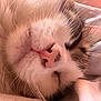 Ptit-Gros participe au concours pour gagner de l'argent avec cette photo : cat, sleeping, close_up, fluffy, pink_nose, whiskers, fur, pet, domestic_animal, cozy, relaxation, soft_light, indoor, cute, face, resting, animal, whisker, mammal, peaceful