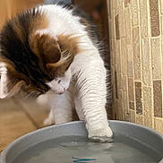 Ptit-Gros participe au concours pour gagner de l'argent avec cette photo : cat, paw, water_bowl, curious, indoor, tile_floor, tile_wall, pet, white_fur, brown_fur, close_up, animal, domestic_cat, playing, water, container, floor, mammal, side_view, young_cat