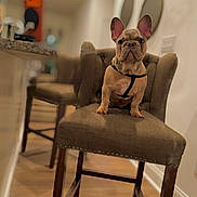 Brodie is registered to the contest to win money with this photo: animal, blurred_background, brown, chair, cute, dog, domestic, ears, french_bulldog, fur, furniture, harness, home, indoor, living_room, looking_at_camera, pet, portrait, sitting, wooden_floor