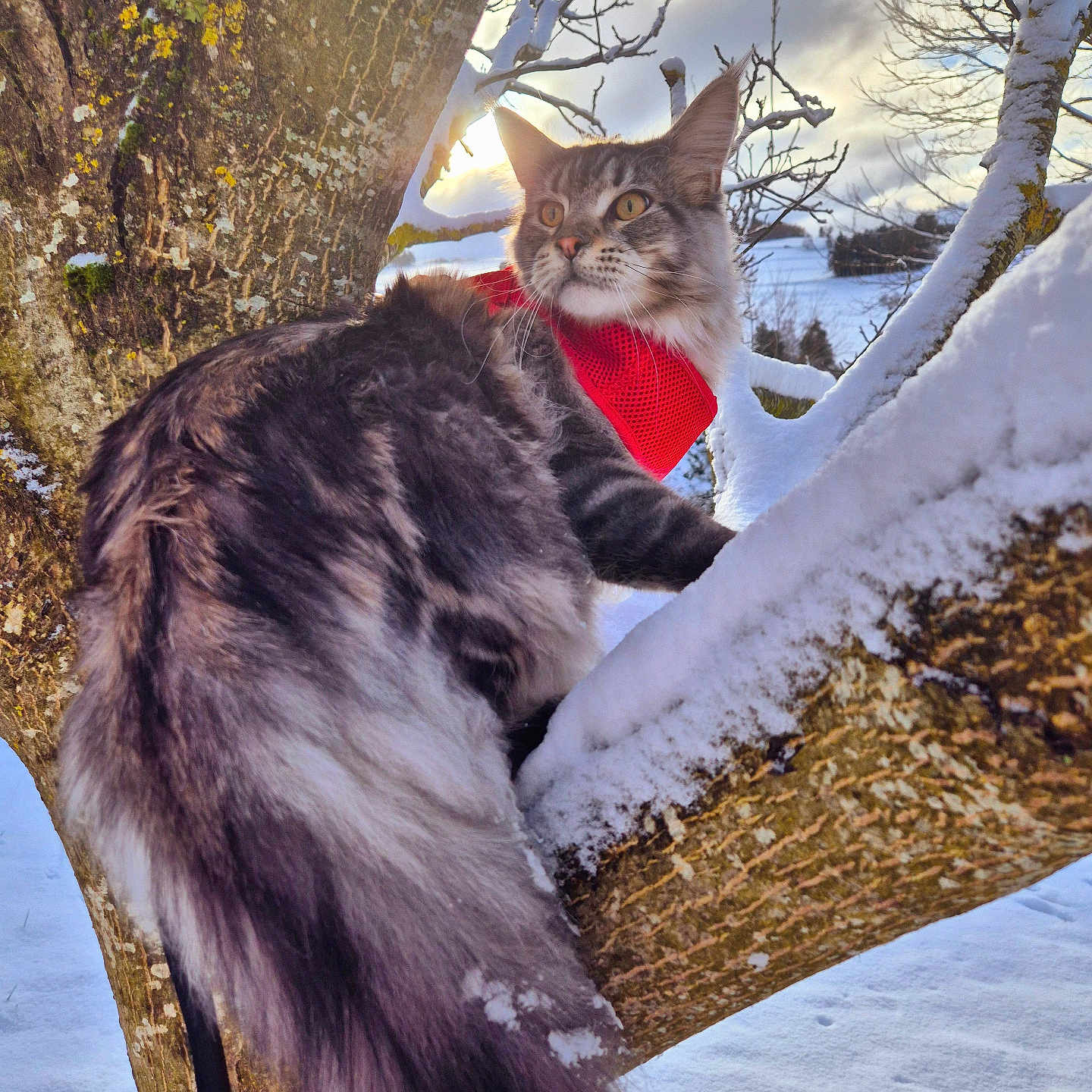 Youri participe au concours pour gagner de l'argent avec cette photo : abyssinian, accessories, angora, animal, cat, face, head, kitten, nature, outdoors, person, pet, photography, plant, portrait, snow, strap, tree, treetrunk, vegetation