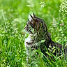 Bearbear is registered to the contest to win money with this photo: animal, calm, cat, closeup, daylight, environment, feline, flora, fur, grass, greenery, mammal, meadow, nature, outdoor, peaceful, plant, profile, whiskers, wild